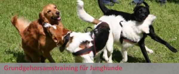 Grundgehorsamstraining für Junghunde