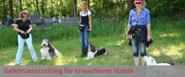 Gehorsamstraining für erwachsene Hunde