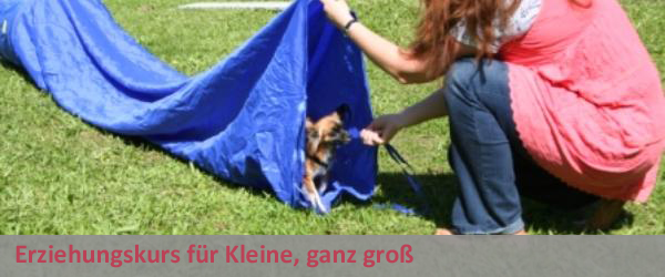 Erziehungskurs für Kleine, ganz groß