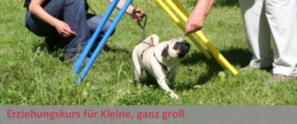 Erziehungskurs für Kleine, ganz groß