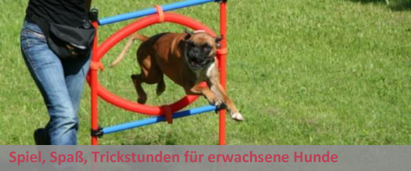 Spiel, Spaß, Trickstunden für Erwachsene Hunde
